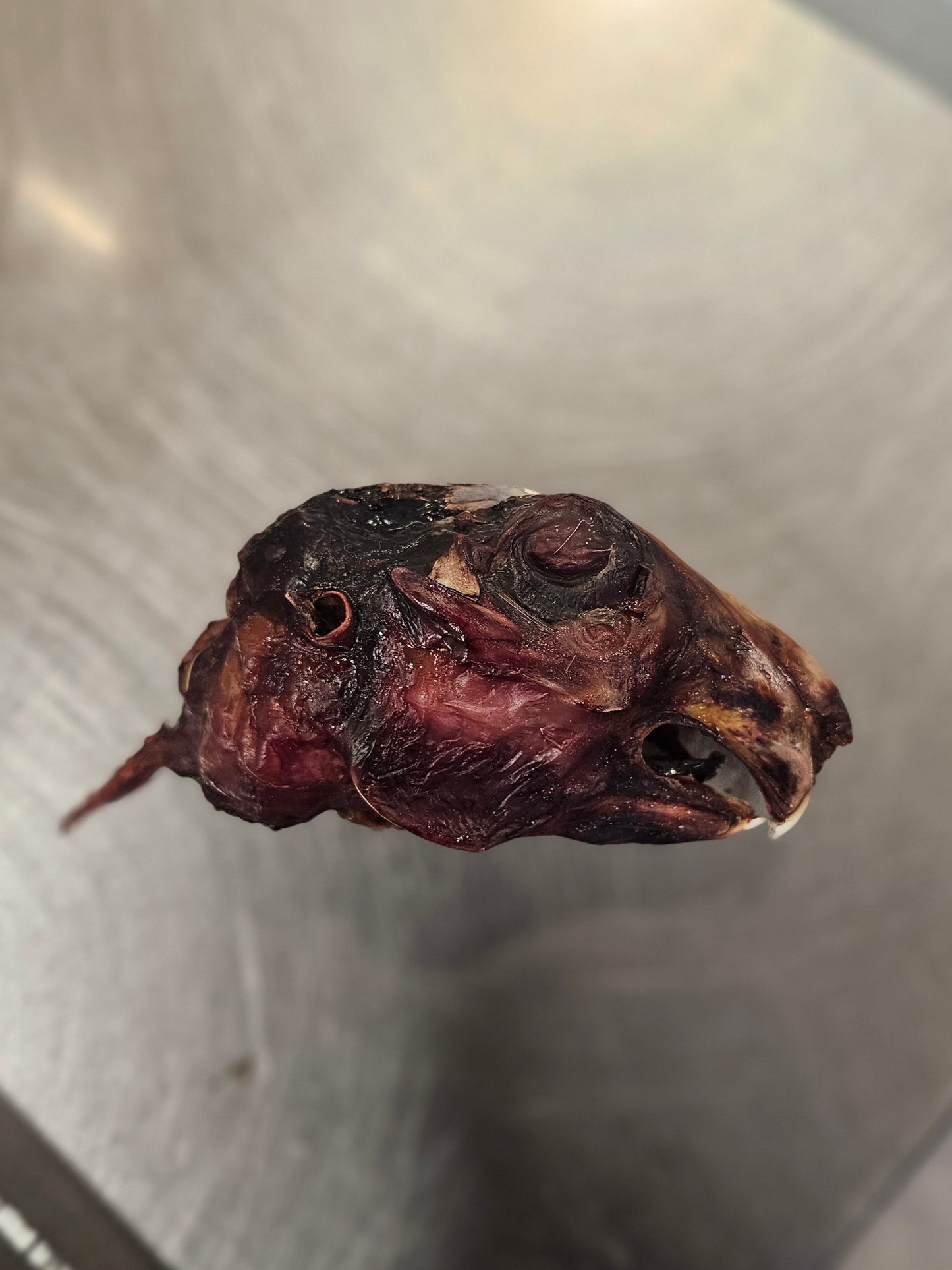 Dehydrated Rabbit Head (NO FUR)