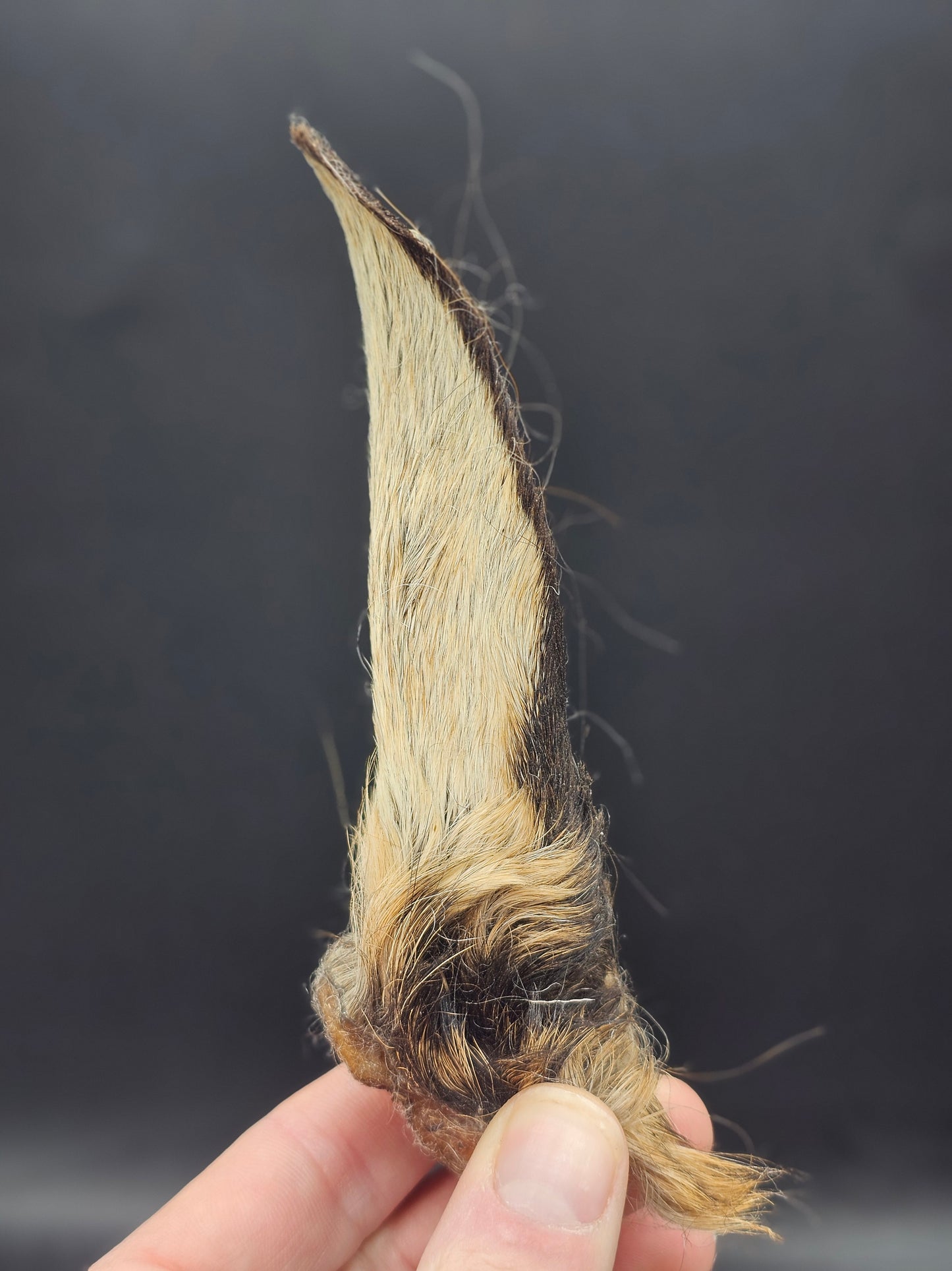 Dehydrated Goat Ear (with fur)