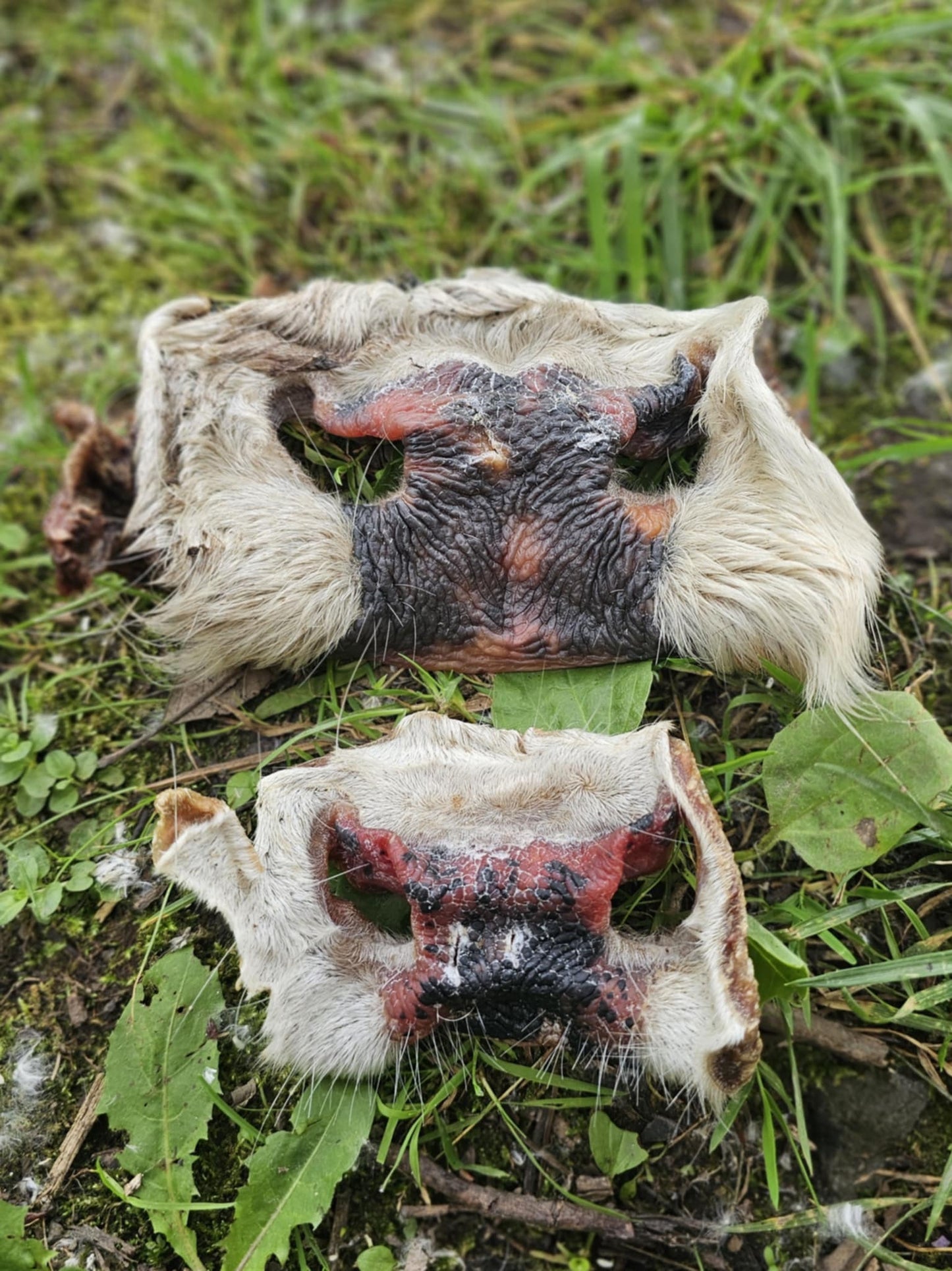 Dehydrated Beef Snouts - SMALL