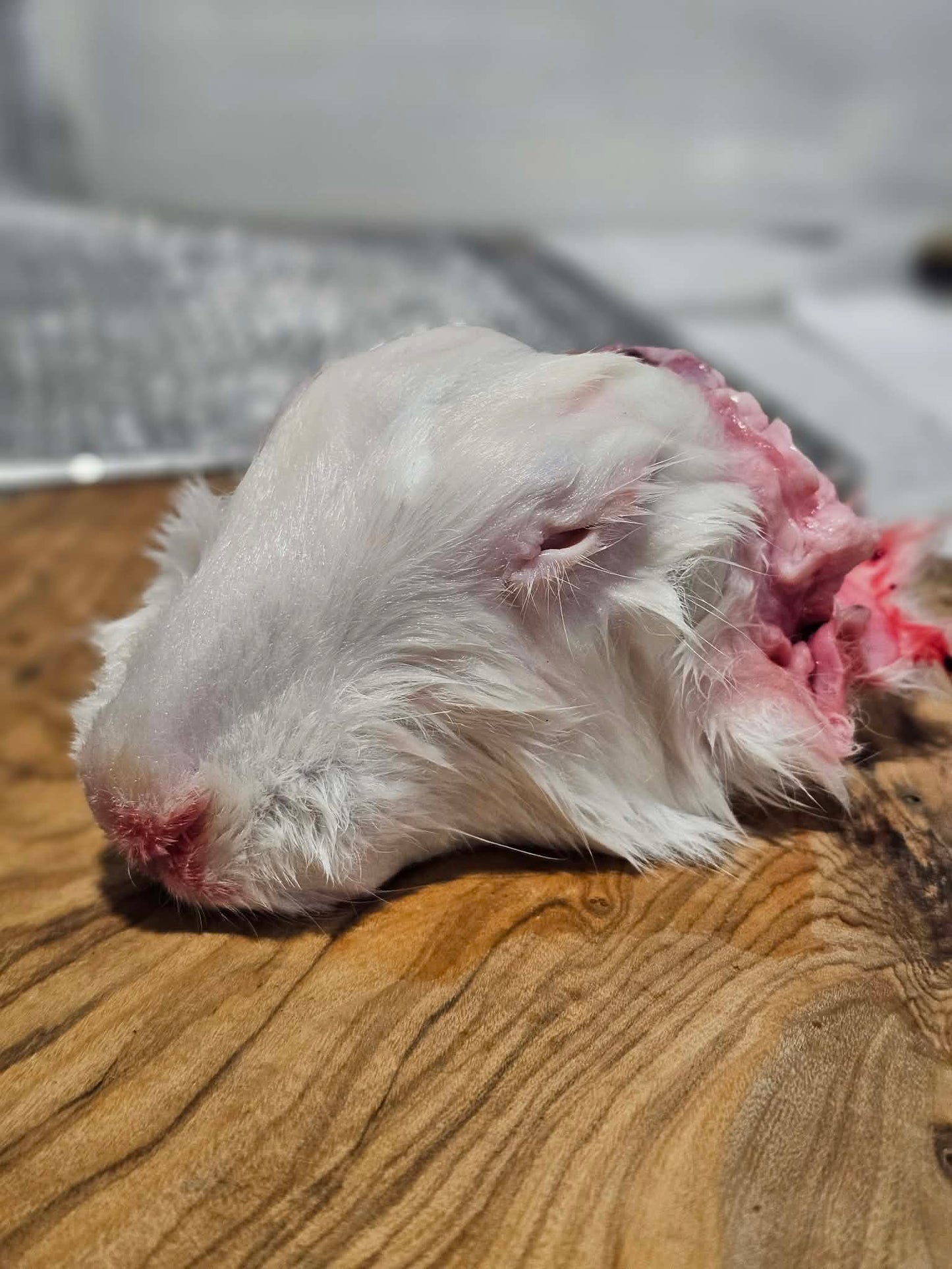 RAW Rabbit Heads - 10 pack frozen