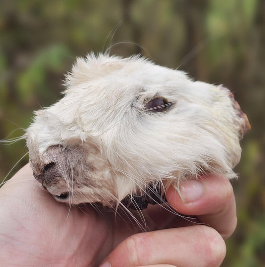 Dehydrated Rabbit Head