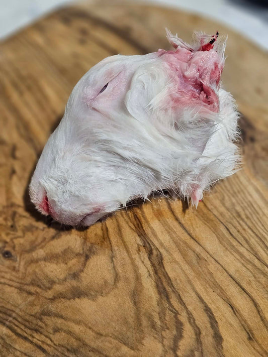 RAW Rabbit Heads - 10 pack frozen